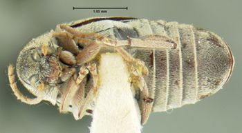 Media type: image;   Entomology 8200 Aspect: habitus ventral view